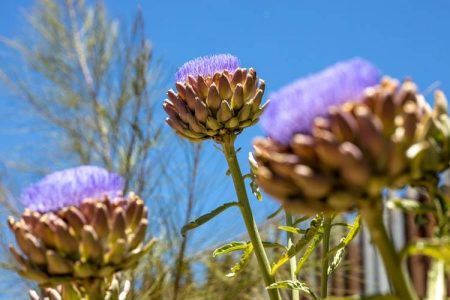 Perennial Vegetables