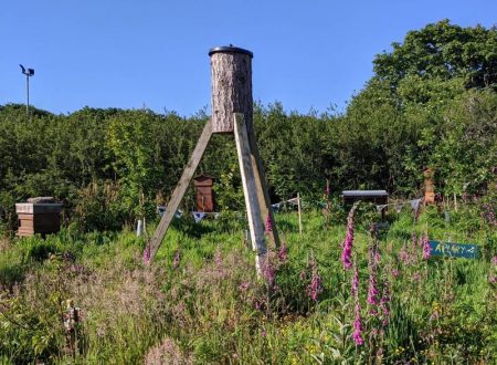 Log hive