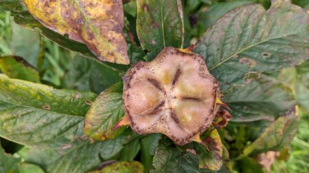 medlar